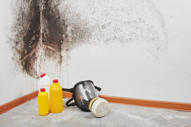 Why You Should Choose Our Mold Remediation Services in Bushnell, IL